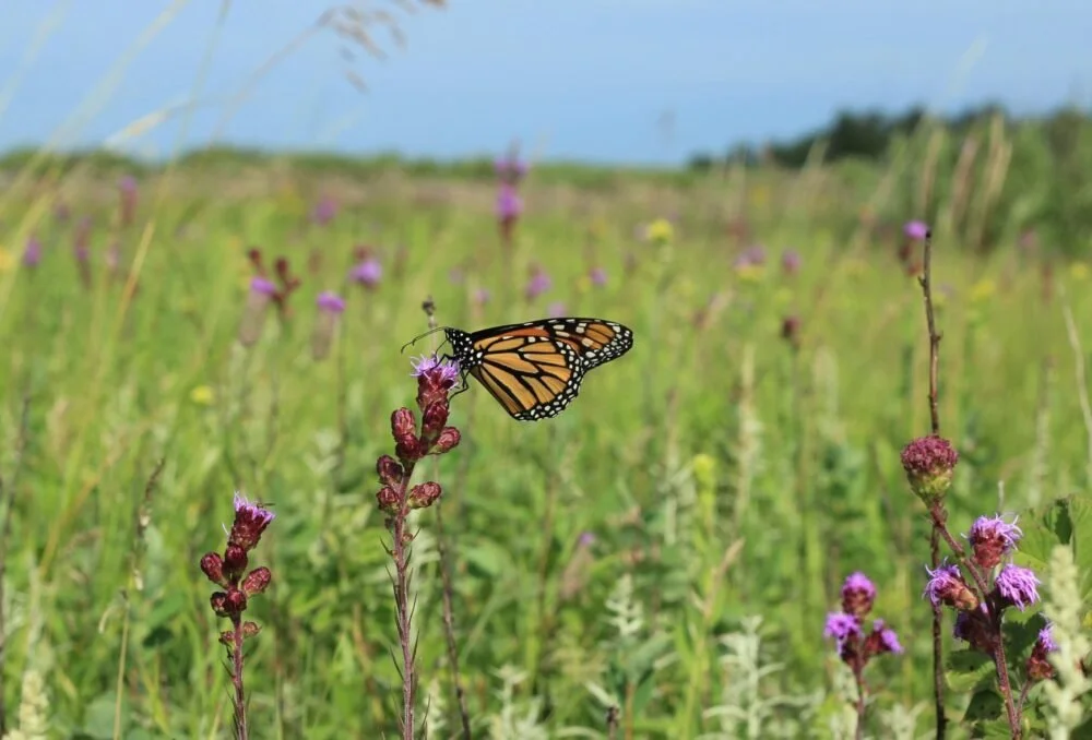 MI Monarch Pollinator Mix - 1/2 Acre
