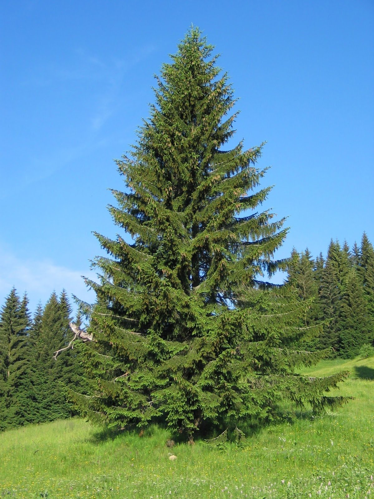 Norway Spruce (SD)