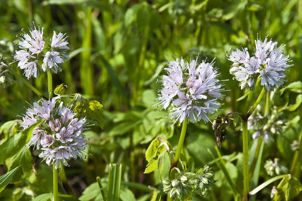 Virginia Waterleaf