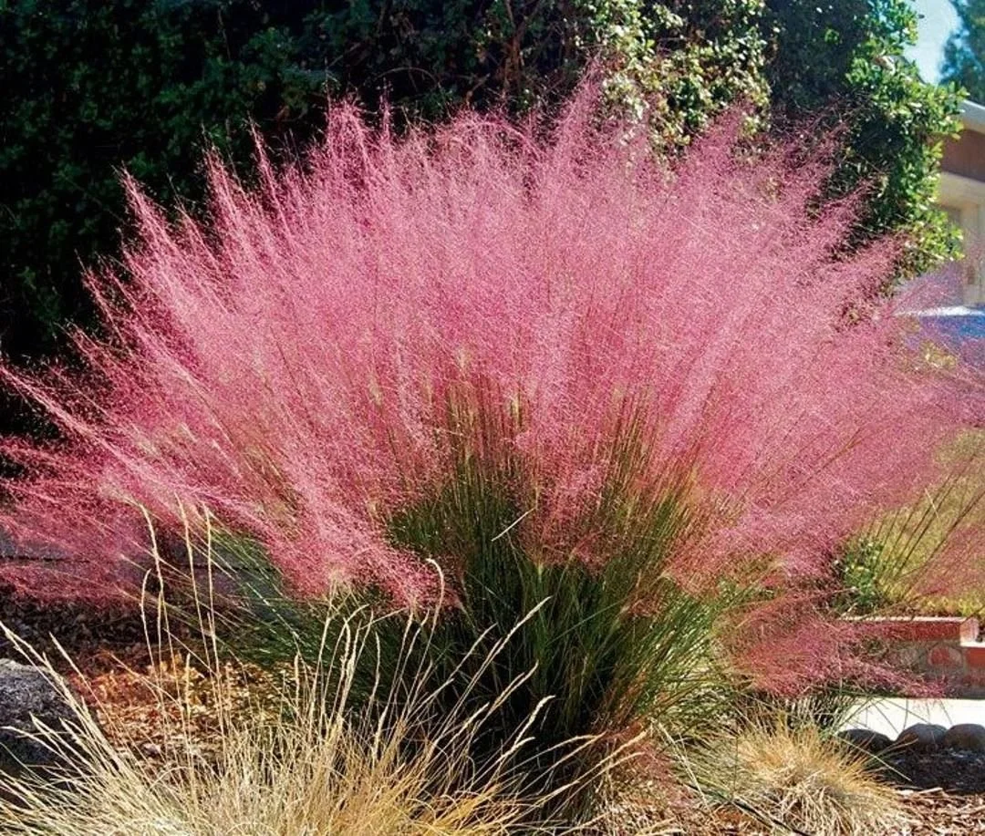 Purple Love Grass (Eragrostis spectabilis)