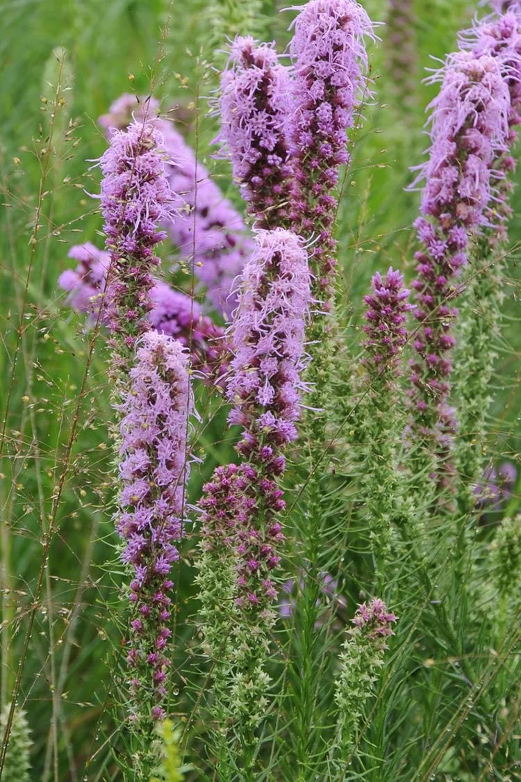 Rough blazing-star (Liatris aspera)