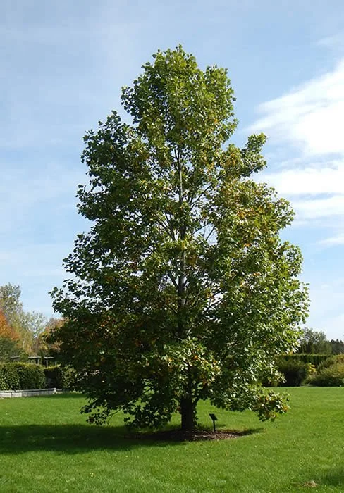 Tulip Poplar
