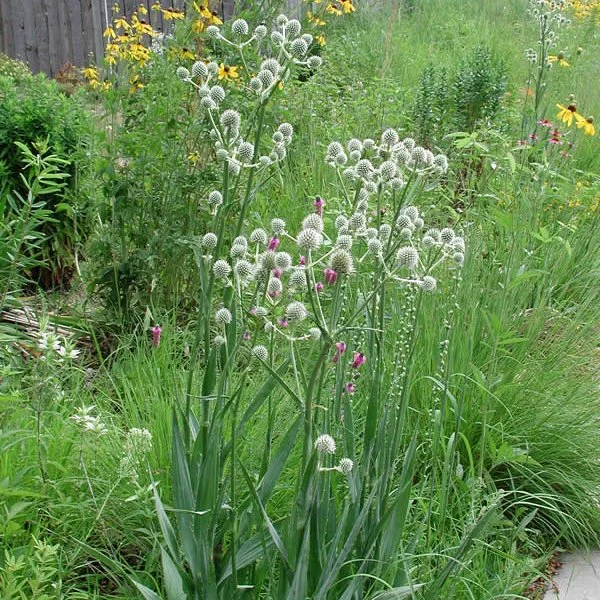 Rattlesnake Master