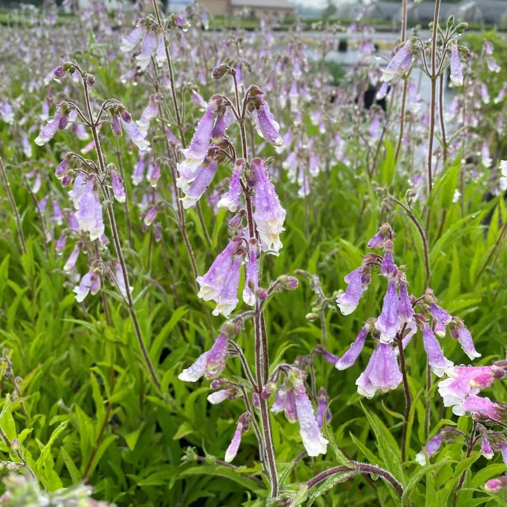 Hairy Beardtongue (Penstemon hirsutus)