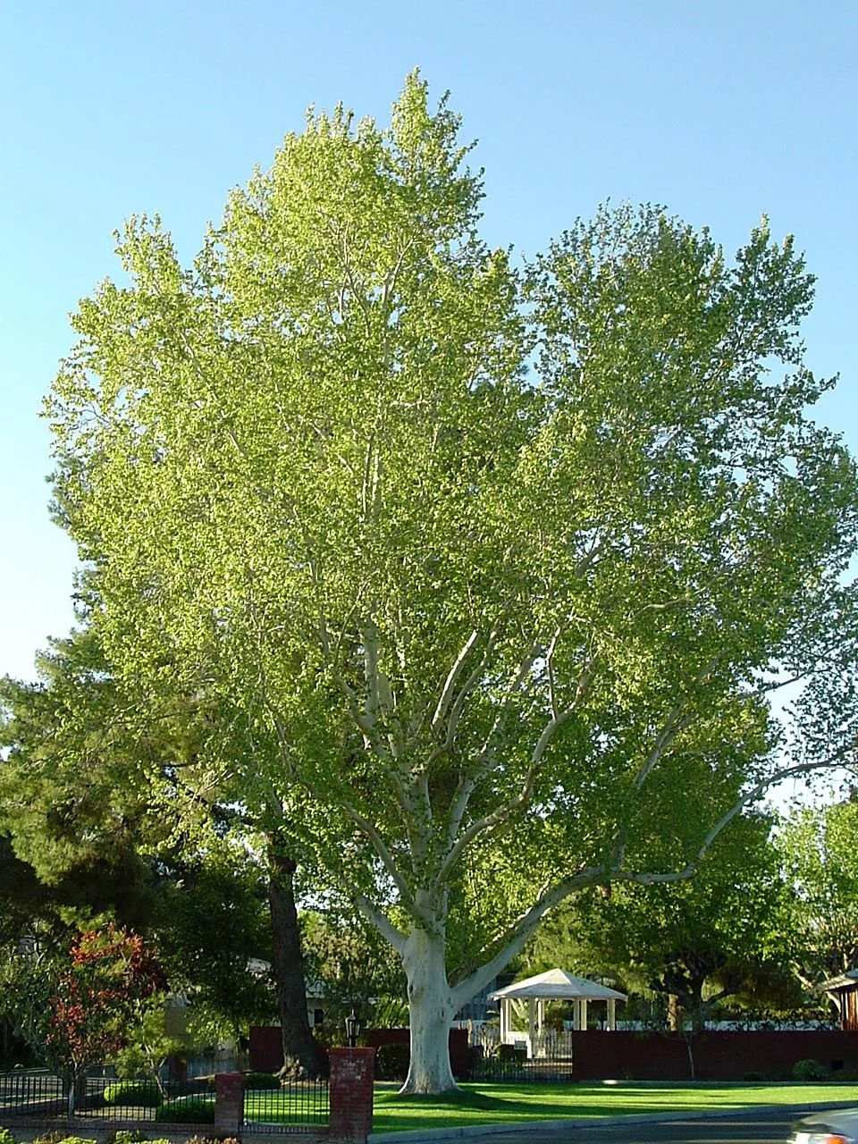 Sycamore