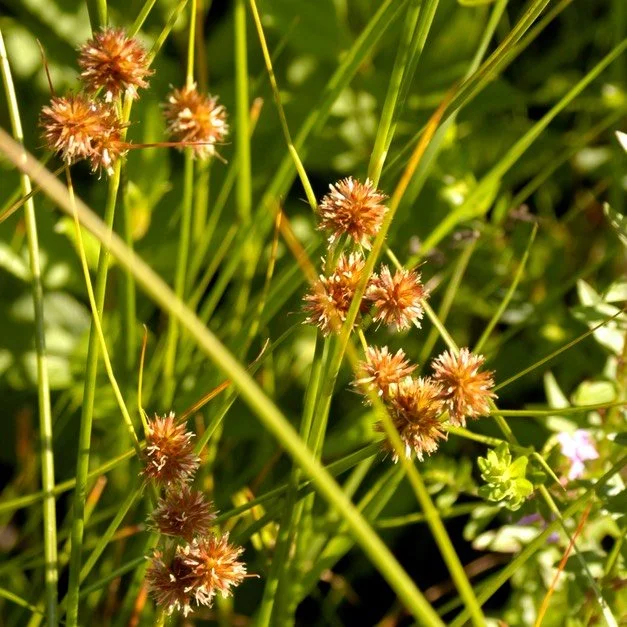 Crested Oval Sedge (Carex cristatella)