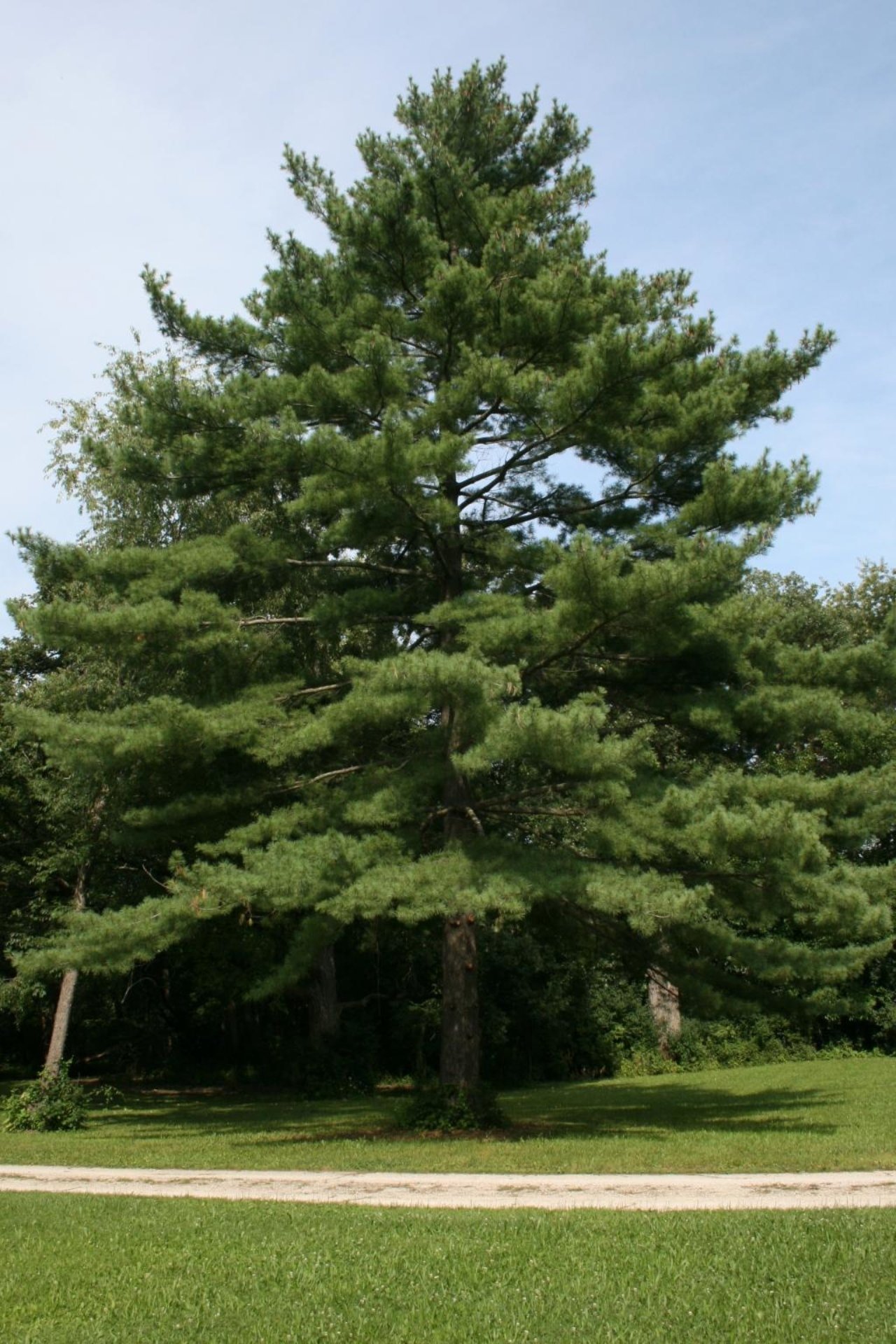 White Pine (TR)
