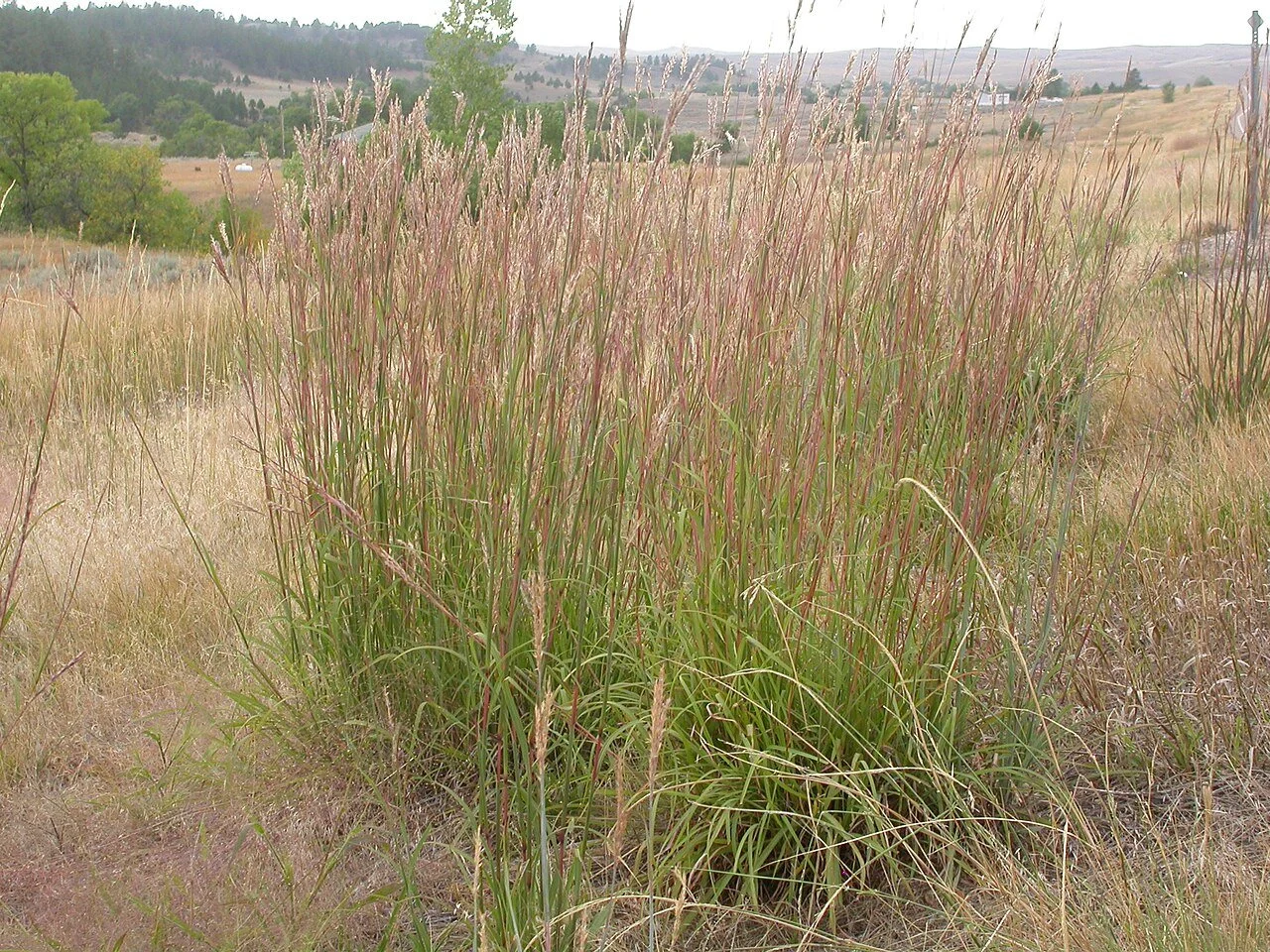 Big Bluestem - Michigan Genotype