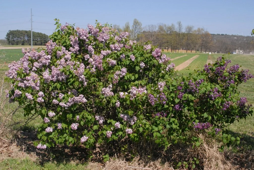 Common Lilac
