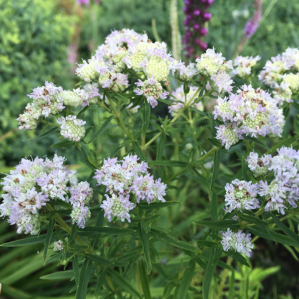 Mountain Mint (Pycnanthemum virginianum)