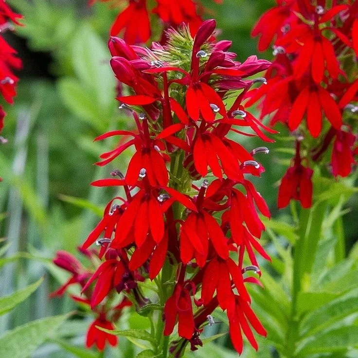 Cardinal flower (Lobelia cardinalis)