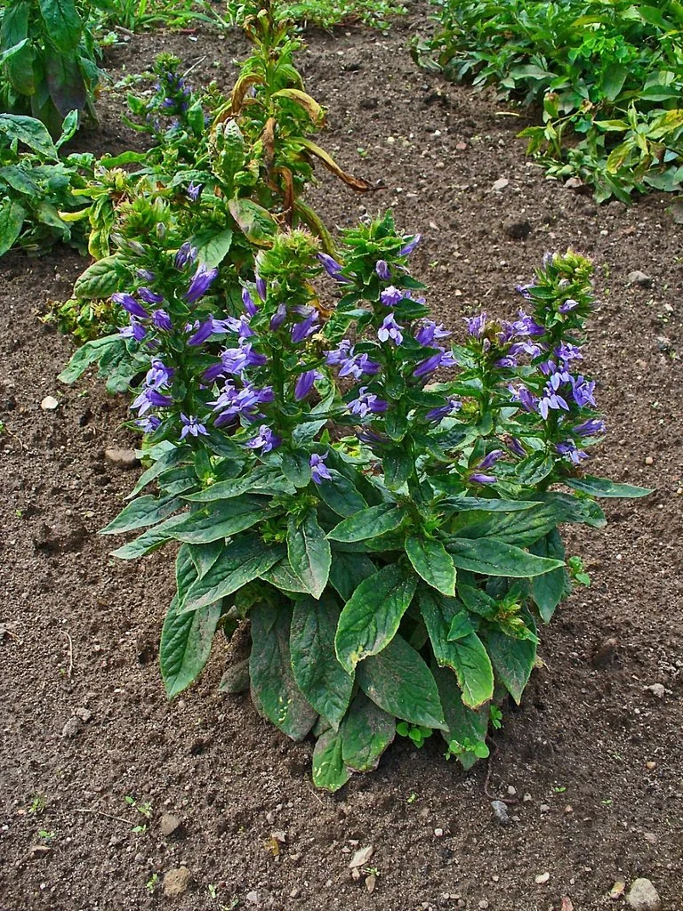 Great blue lobelia (Lobelia siphilitica)