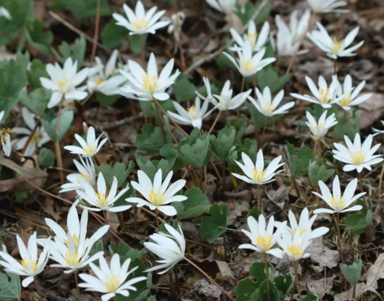 Bloodroot