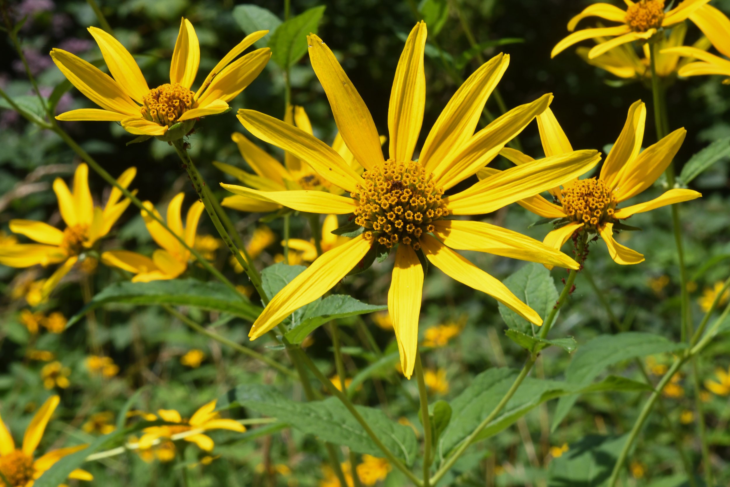 Early Sunflower  (Heliopsis helianthoides)