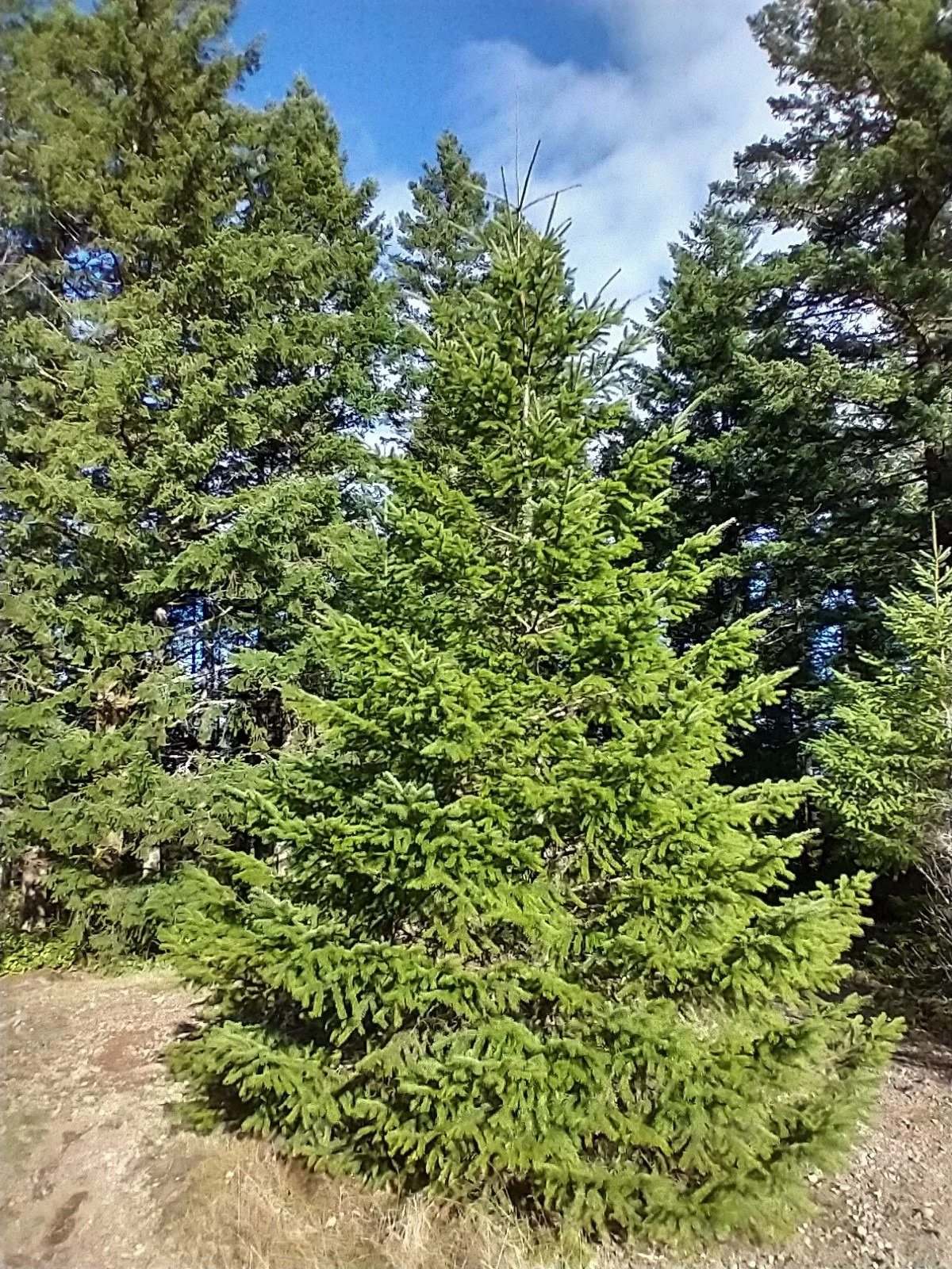 Douglas Fir