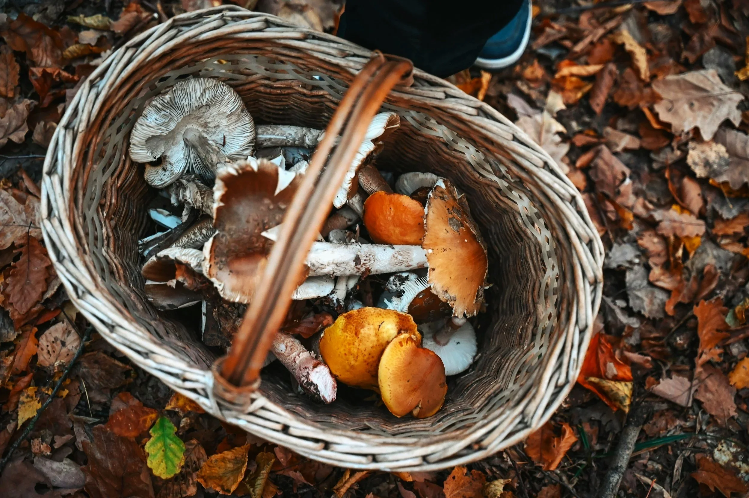 Hands-On Mushroom Workshop