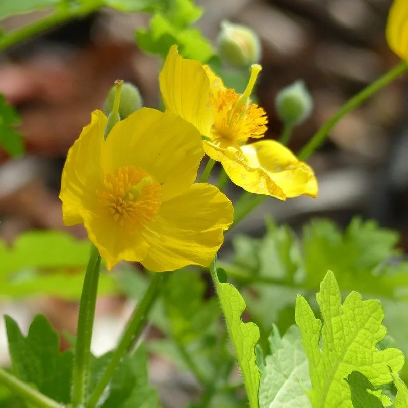 Celandine Poppy (Stylophorum diphyllum)