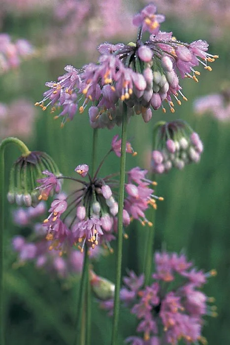 Nodding Wild Onion (Allium cernuum)