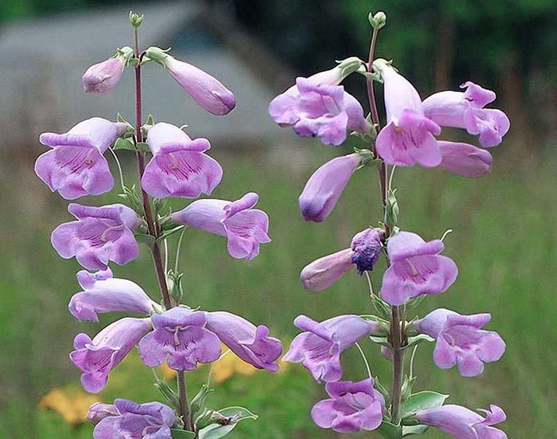 Large Flowered Beardtongue (Penstemon grandiflorus)