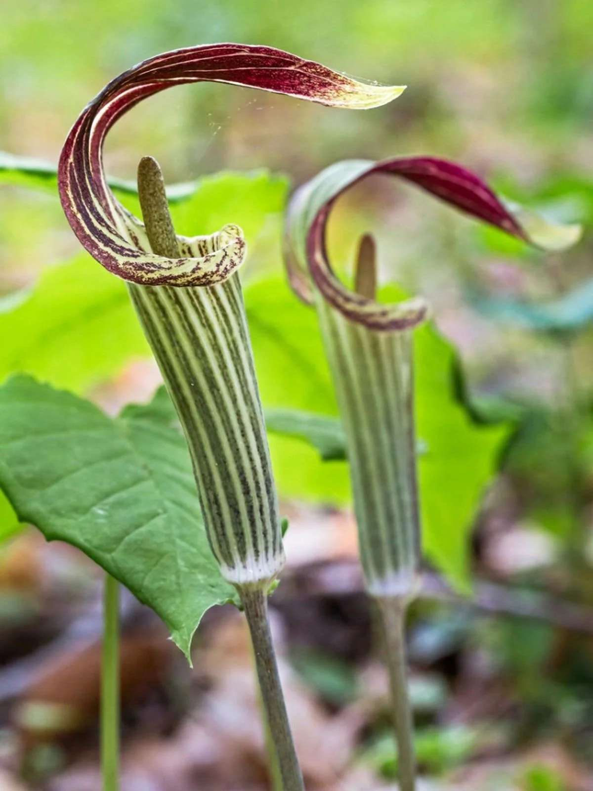 Jack in the Pulpit