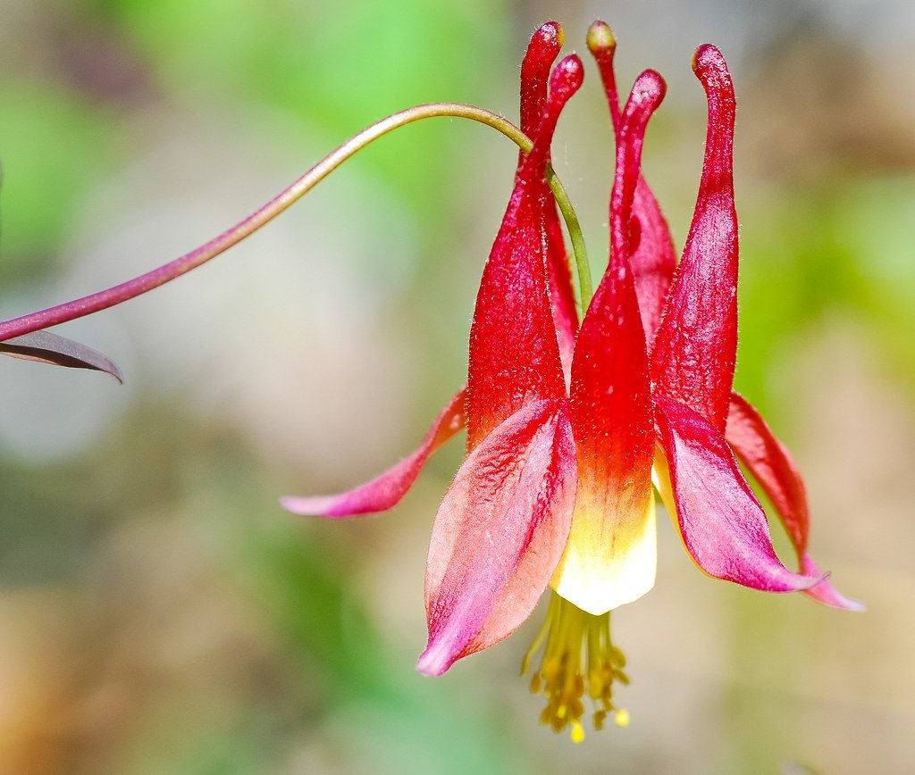 Wild Columbine (Aquilegia canadensis)