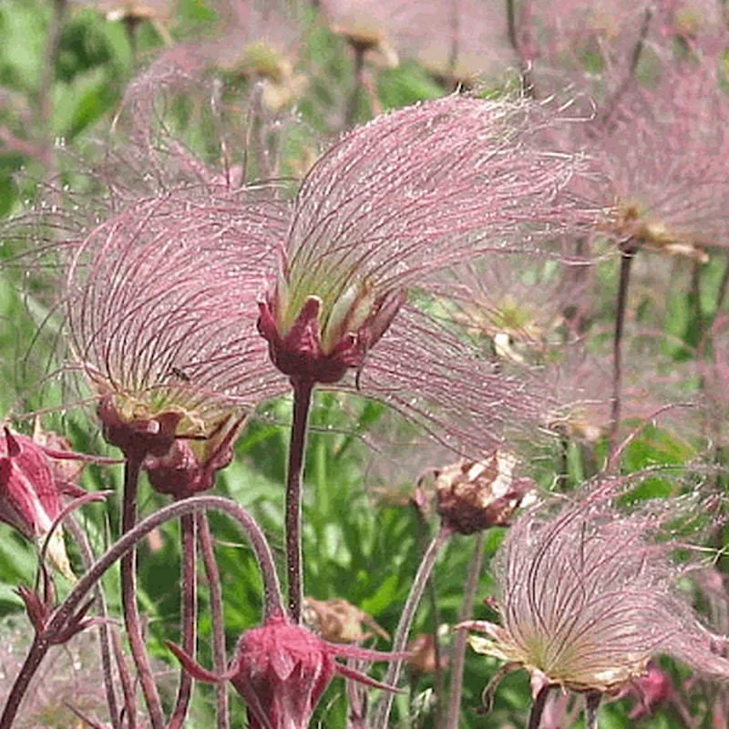 Prairie Smoke