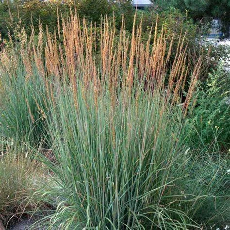 Indian grass (Sorghastrum nutans)