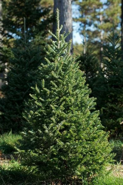 Fraser Fir