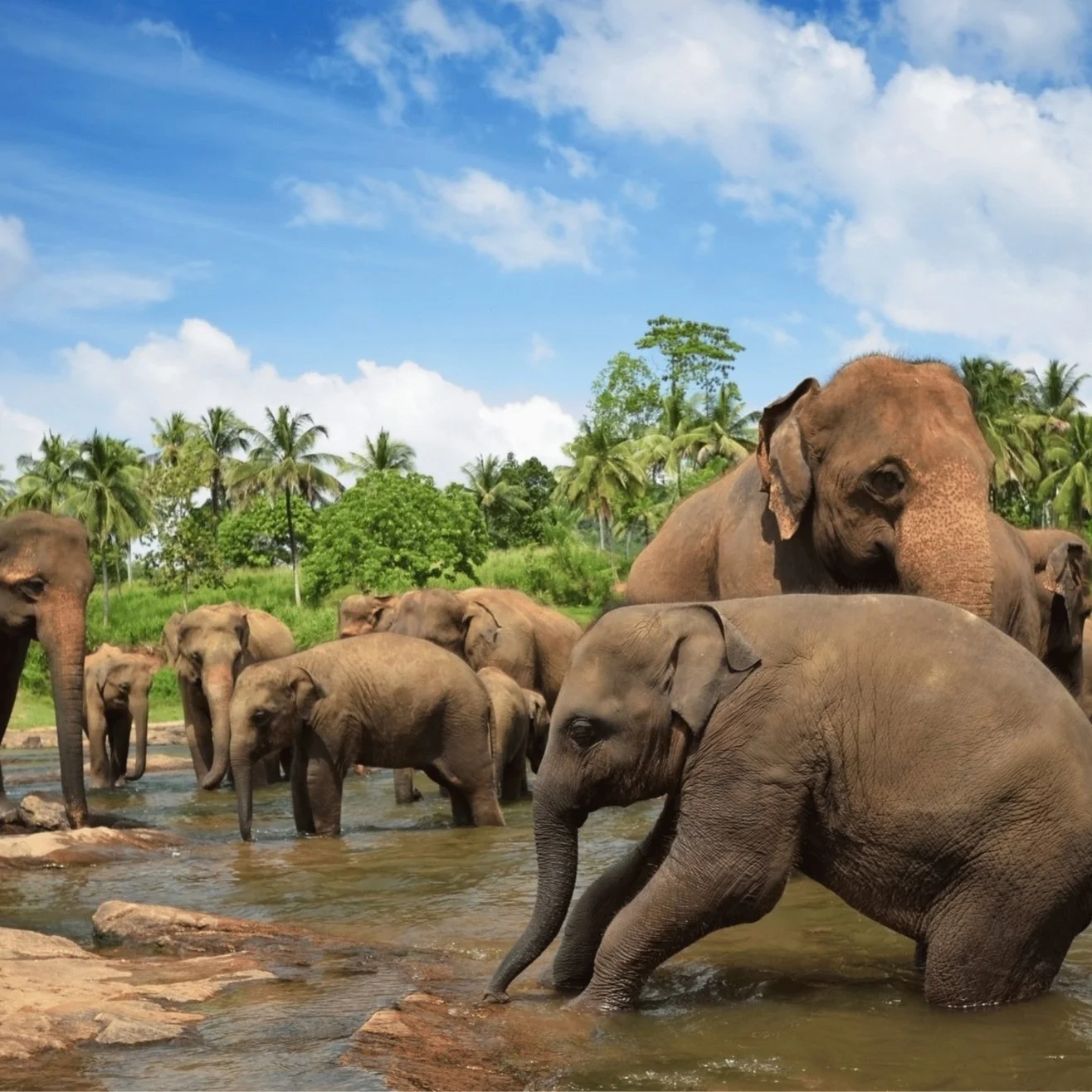 Untitled design (20).jpg