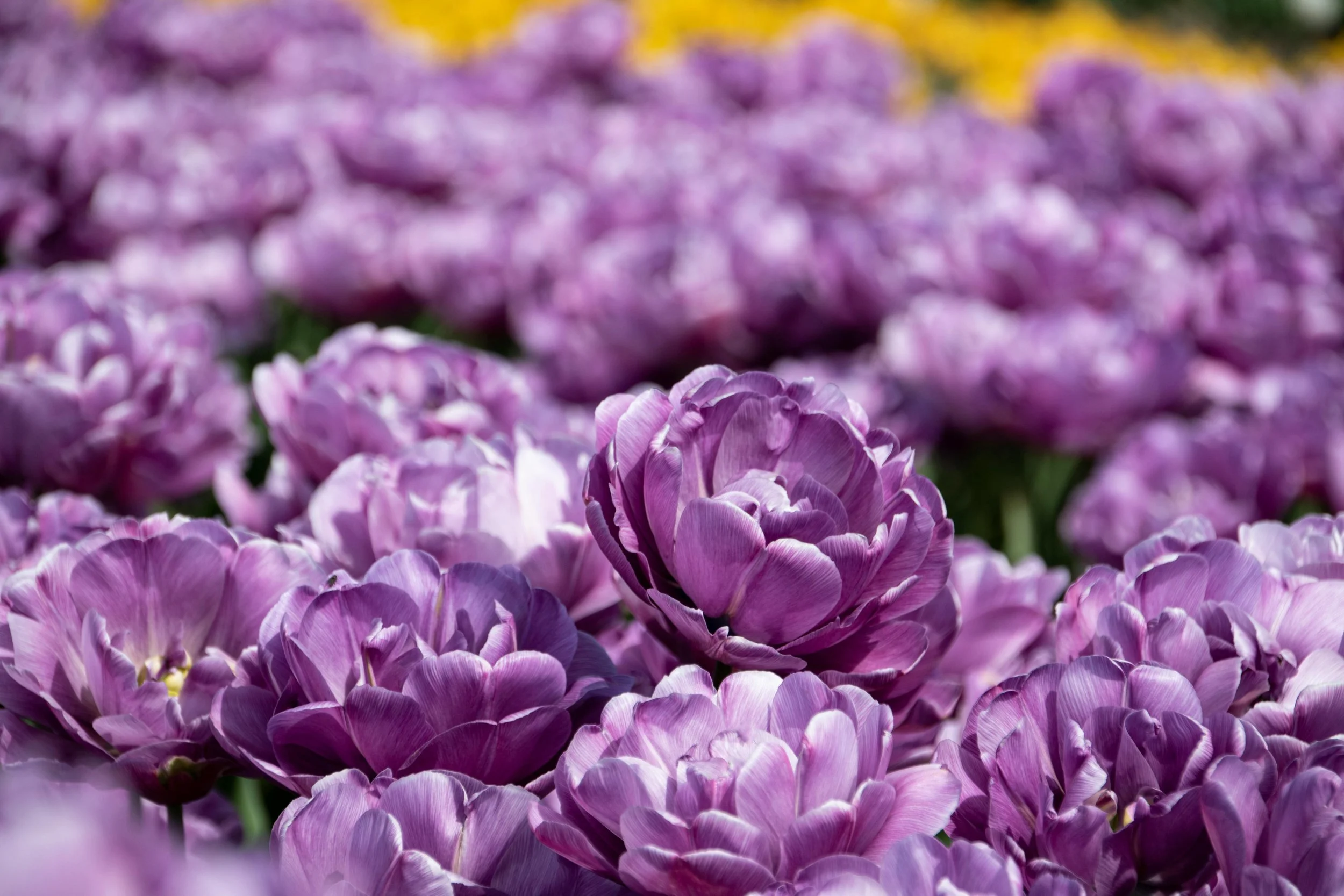Tulip-Blue-Diamond2.jpeg