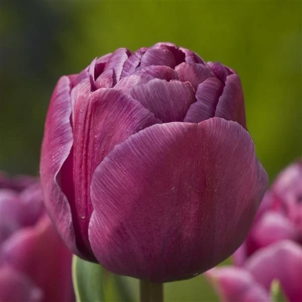 Tulip-Blue-Diamond.jpg