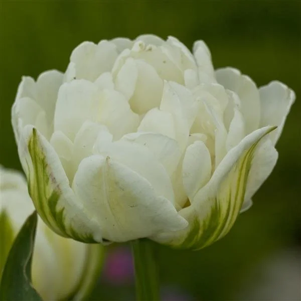 Tulip-MountTacoma.jpg