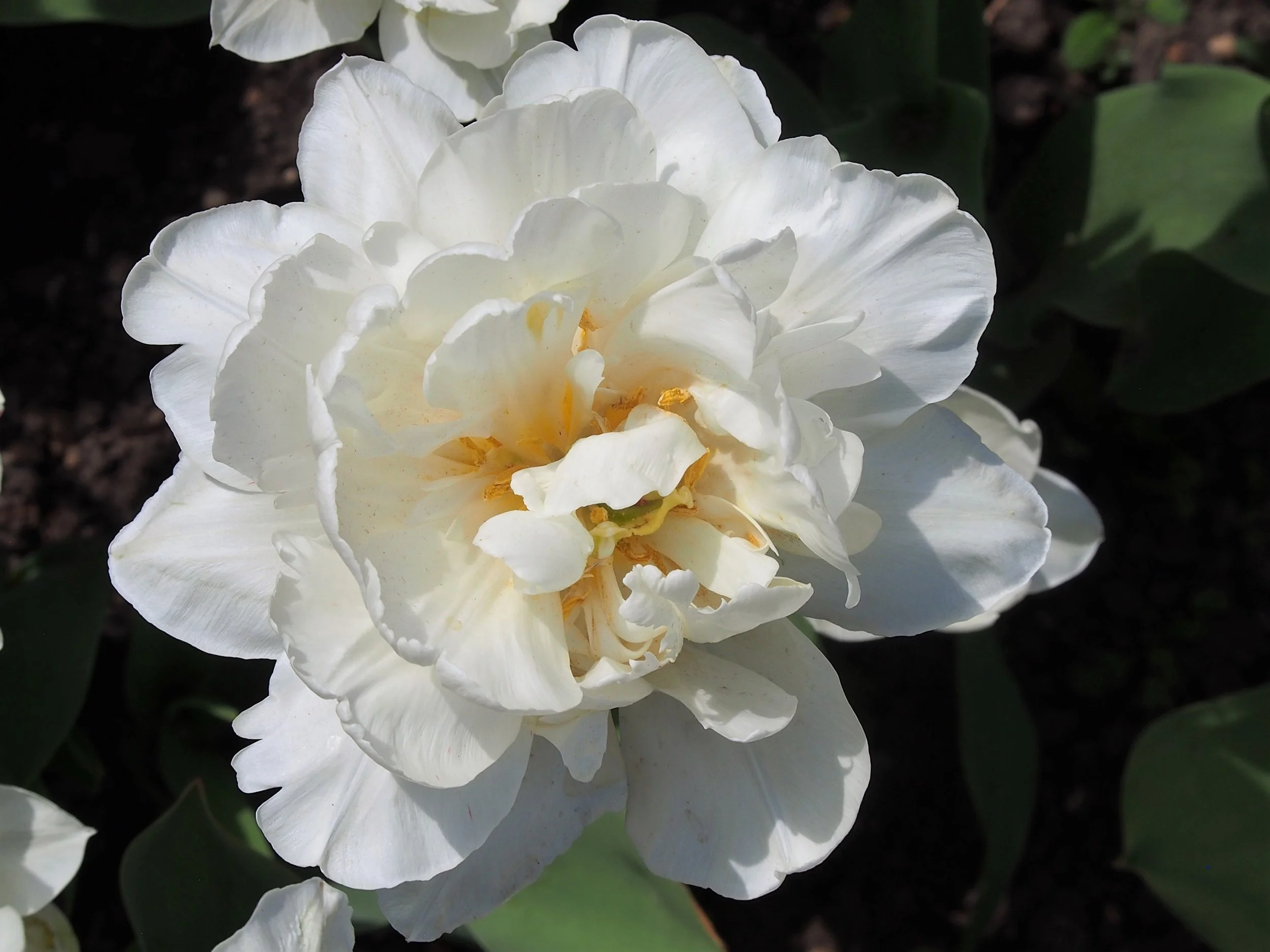 Tulip-MountTacoma1.jpg