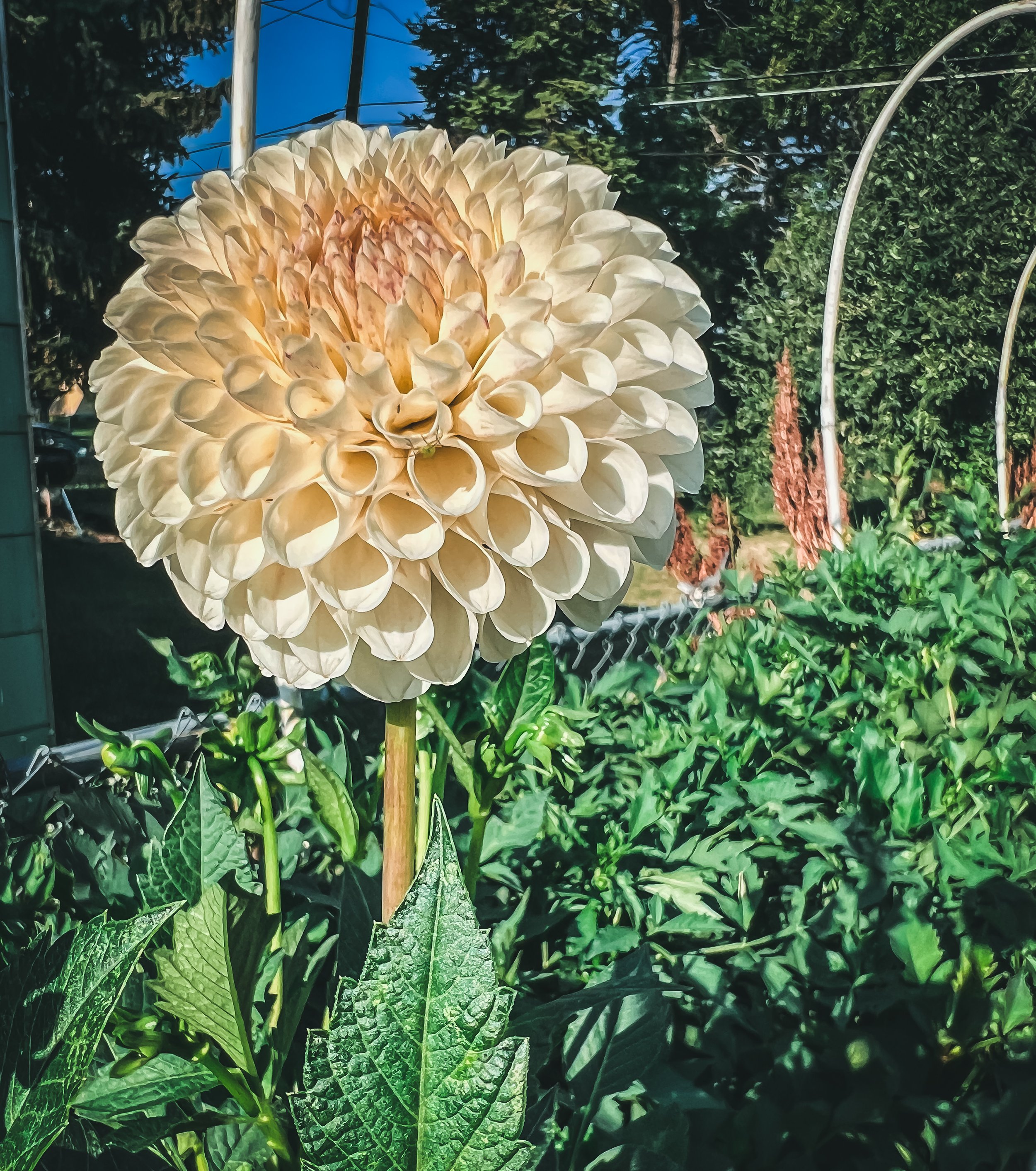 20th Avenue Tradition