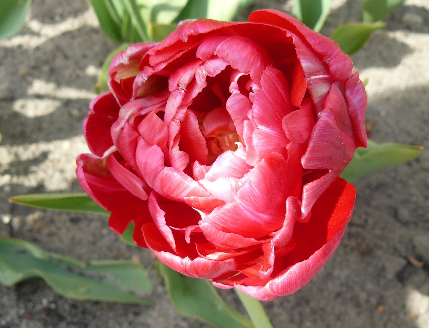 Tulip_Renown_Unique.jpg