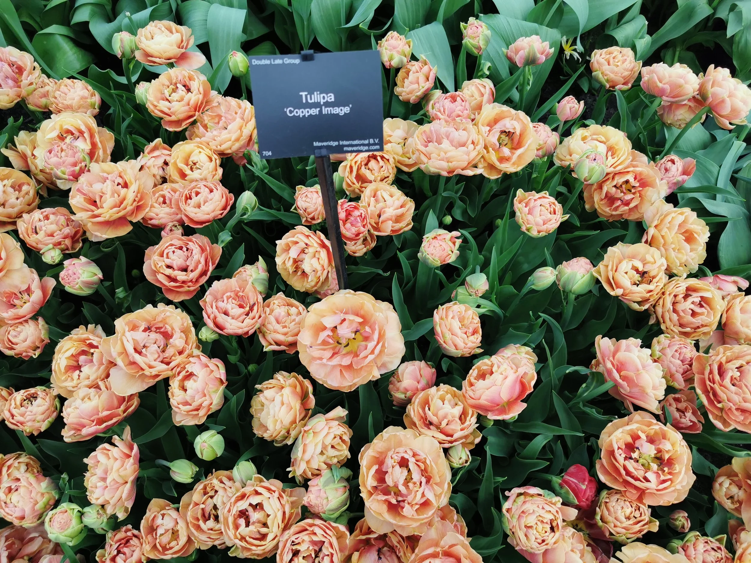 Tulip_Copper_Image_3.jpg