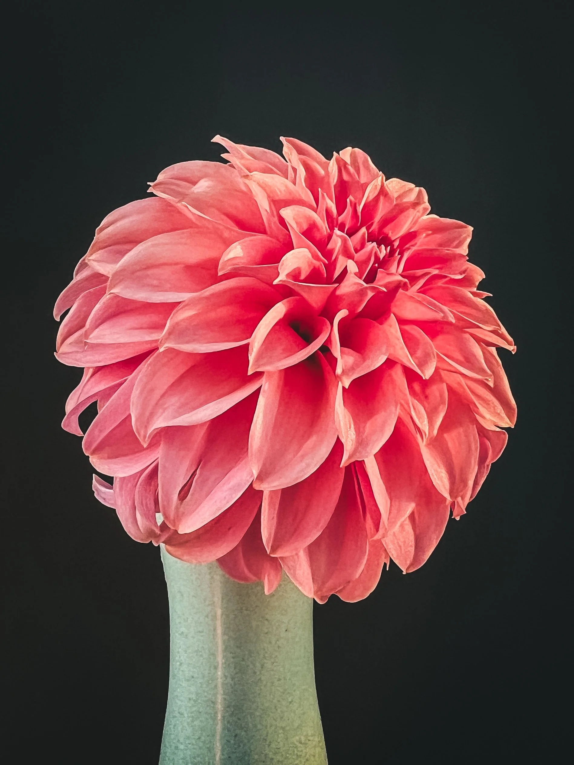 Peaches n Cream Orange Sport