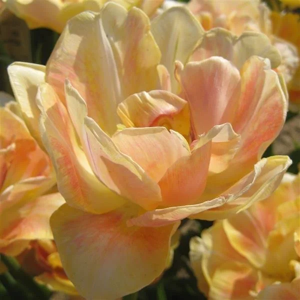 Tulip-CharmingLady.jpg