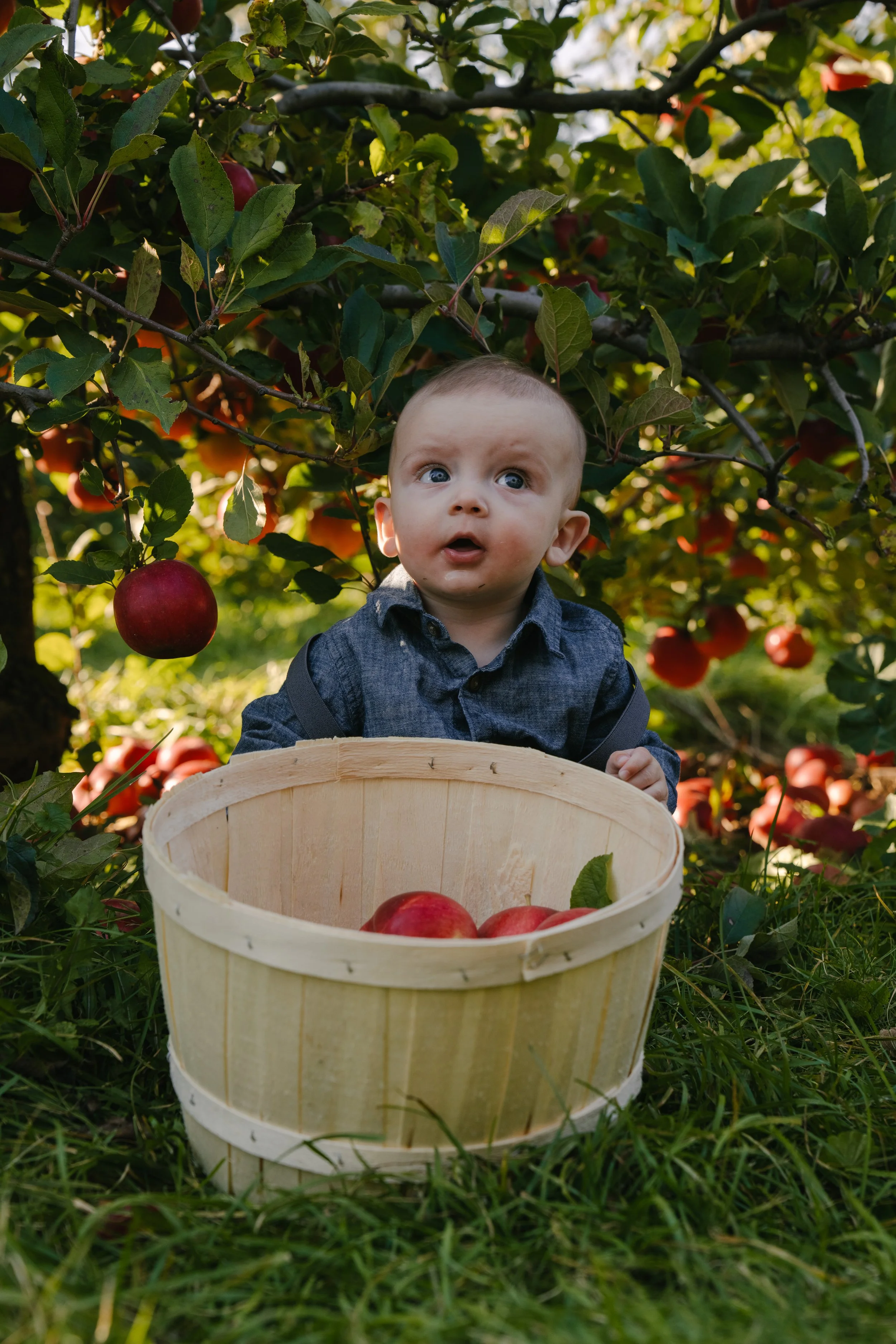 A young child with wide eyes and a curious expression sitting in an outdoor apple orchard, surrounded by apple trees with ripe red apples, a wooden basket filled with apples in front of him, and green grass underfoot.
