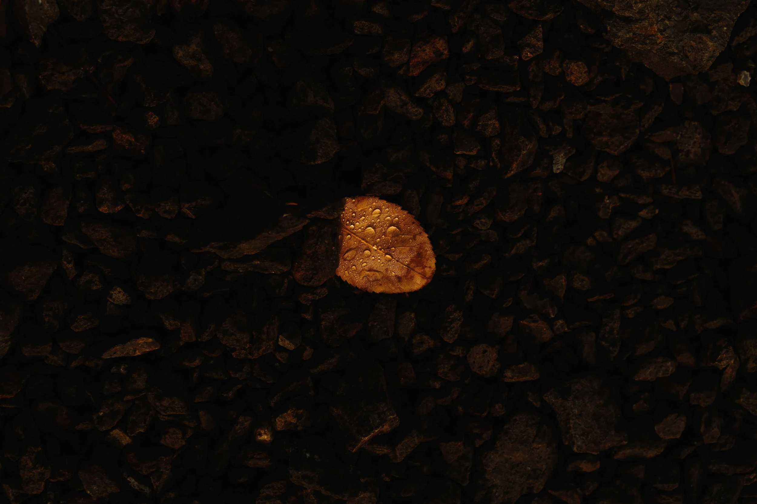 website versions -01.jpg