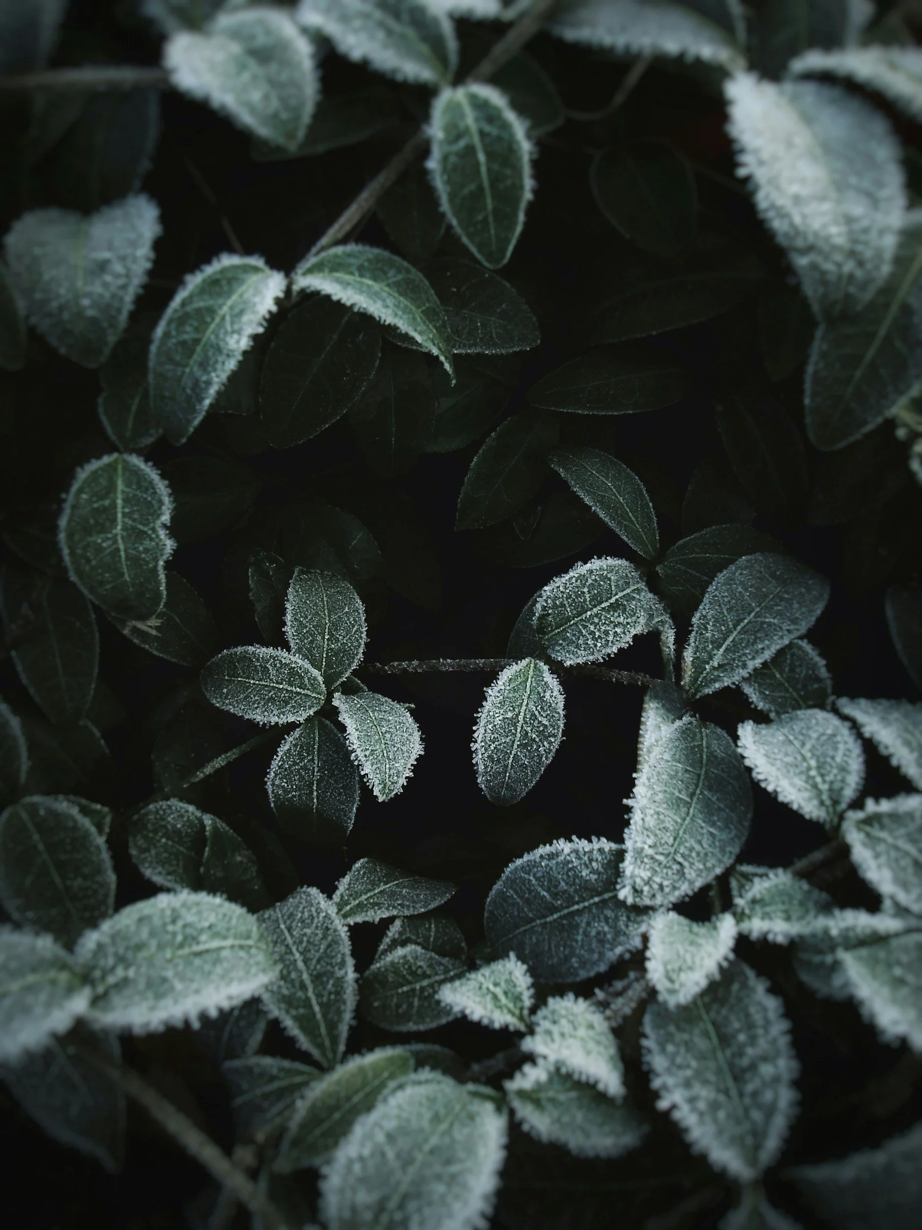 Wintergreen: The Oil of Surrender, Release &amp; Radical Freedom