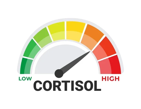 Why Everyone Is Talking About Cortisol Right Now