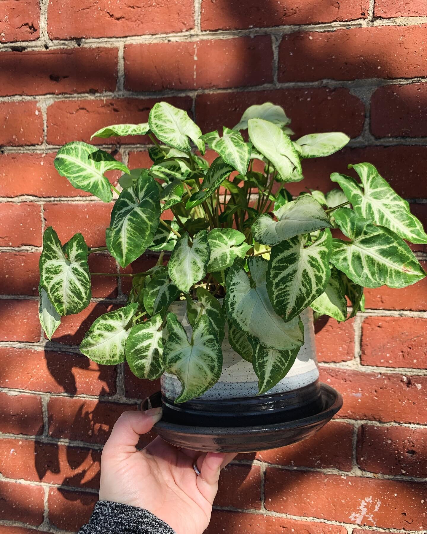 ✨Syngonium Pixie in a @clayincommon planter 🪴 
☀️Open 11-6p Today

#smallbusiness #shoplocal #queerowned #lgbtq #houseplants #greenvibes #prana #newton #boston