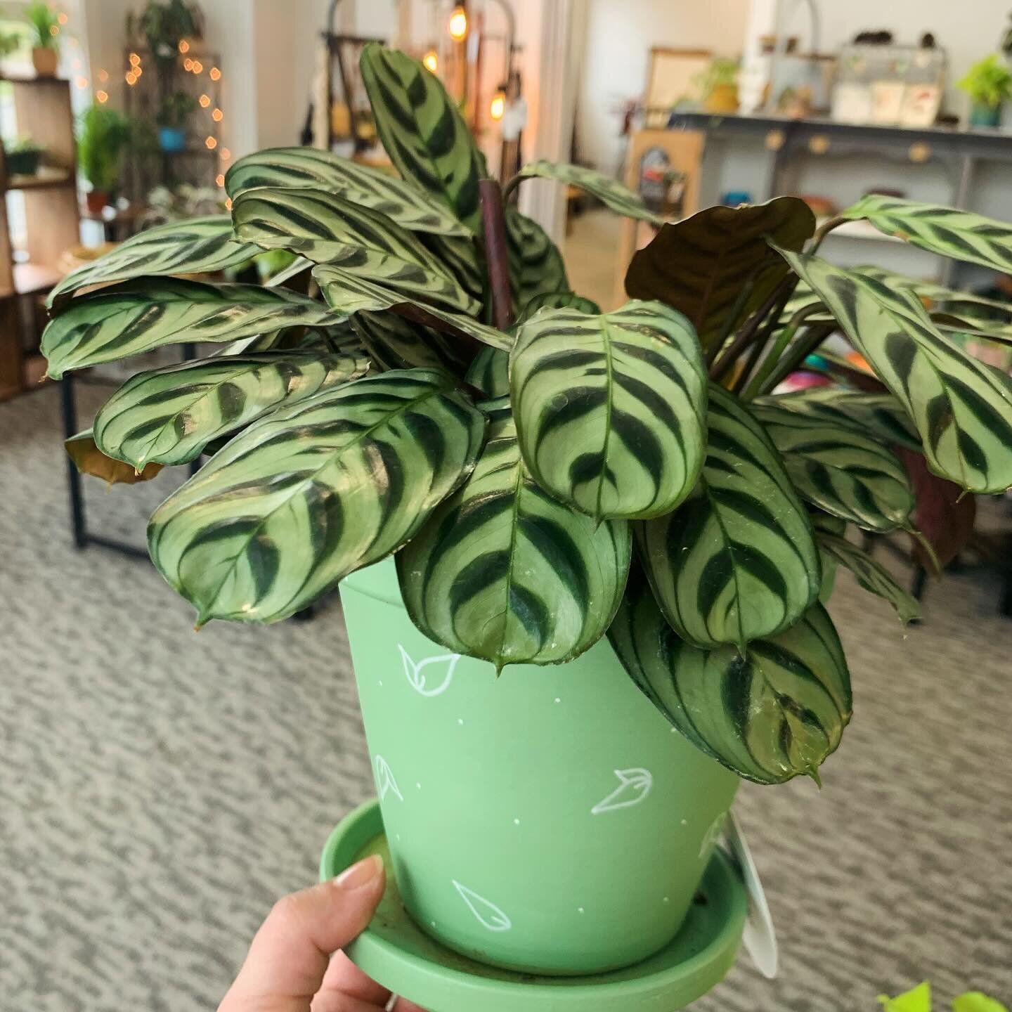 🌱Ctenanthe Burle Marxii in a @plandadesign planter 😍
Open 10-5p Today

#smallbusiness #shoplocal #queerowned #lgbtq #houseplants #greenvibes #prana #newton #boston #oneofakind #handpainted