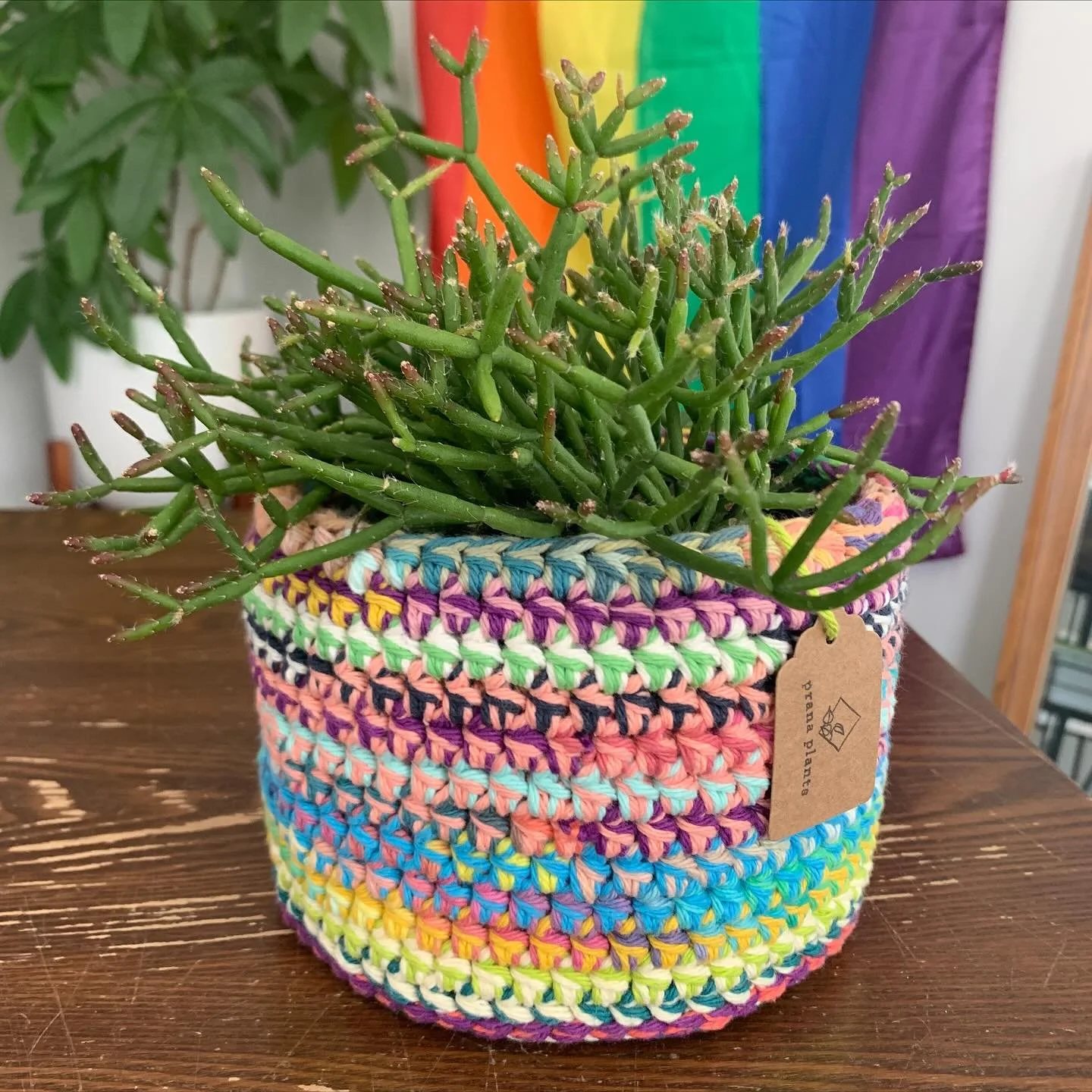 ✨ Scrap Yarn Plant Basket ✨
Using all of my yarn possible, even the short bits. First collect them, then wind them, then tie them together and make a basket! Always one of a kind!

#smallbusiness #shoplocal #queerowned #lgbtq #houseplants #greenvibes