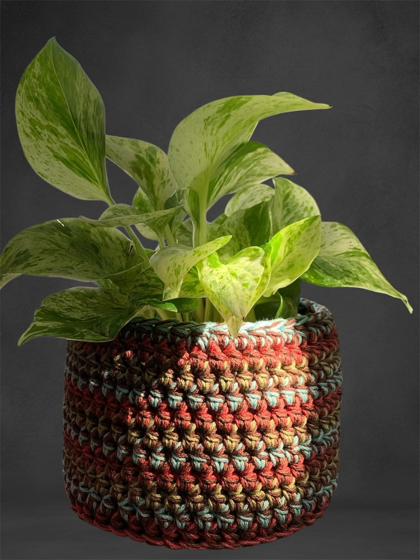 ✨Testing new cotton 🧶 

#crochet #houseplant #handmade #newton lgbtq