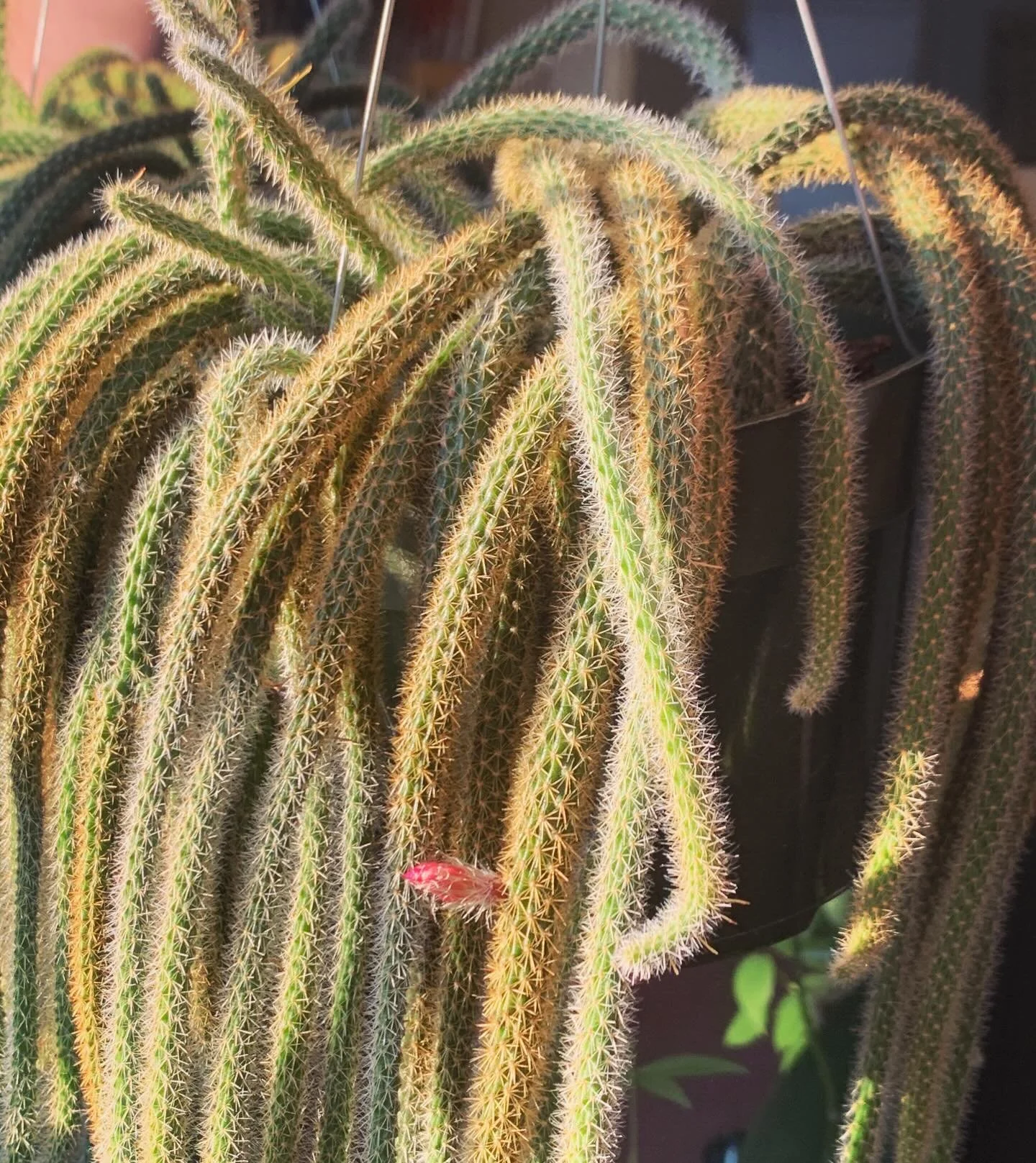 🌵 Rat Tail Cactus Bloom 🌵 

#plant #lgbtq #greenvibes #newton #local