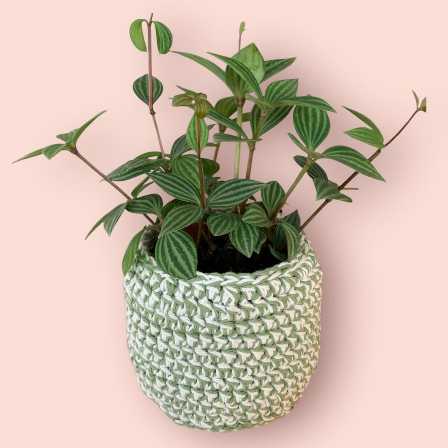 🪴 Peperomia Parallel in a Prana Plants crochet basket 🪴

#handmade #houseplants #supportlocal #boston #crochet
