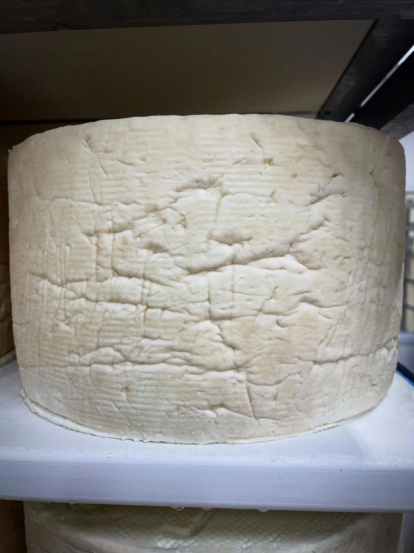 Rindscapes and mind escapes with Gorgonzola Dolce.

First they are fresh, ready for the world to change them.

Then yeasts form, preparing them for a riper future.

Soon after they are freckled with mold, growing with grace.

Finally they are rinded,