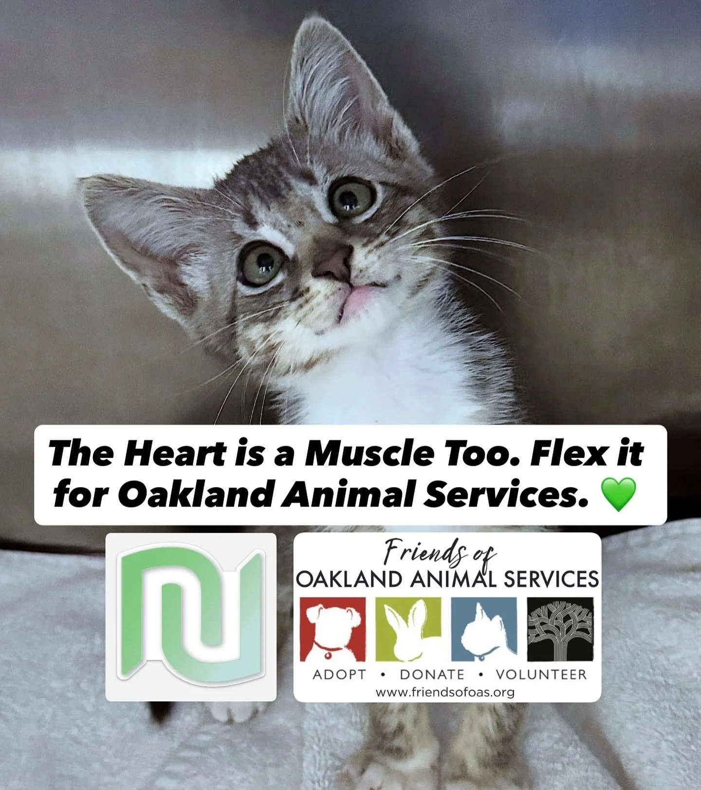 Sure, we train glutes, core, and quads… but the heart’s a muscle too! 💚🐾
Help us flex some compassion. Bid to support shelter animals & win personal training sessions! Nu Fitness is proud to support the 20th Anniversary Celebration